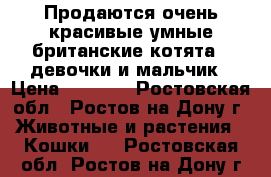 Продаются очень красивые,умные британские котята.2 девочки и мальчик › Цена ­ 2 500 - Ростовская обл., Ростов-на-Дону г. Животные и растения » Кошки   . Ростовская обл.,Ростов-на-Дону г.